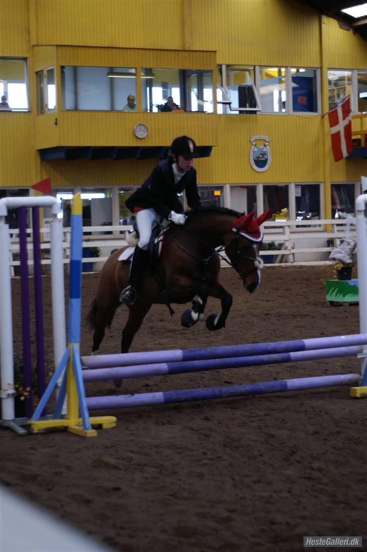 Anden særlig race Miss caya - springstævne på suså d. 31 okt. 60 cm. (: billede 7