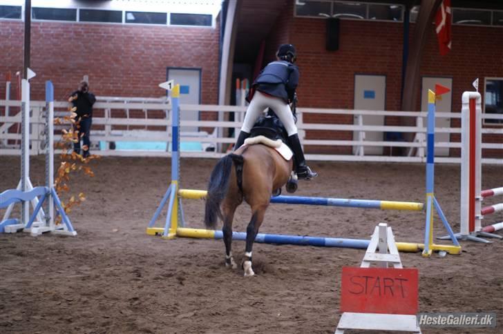 Anden særlig race Miss caya - springstævne på suså d. 31 okt. 60 cm. (: billede 12