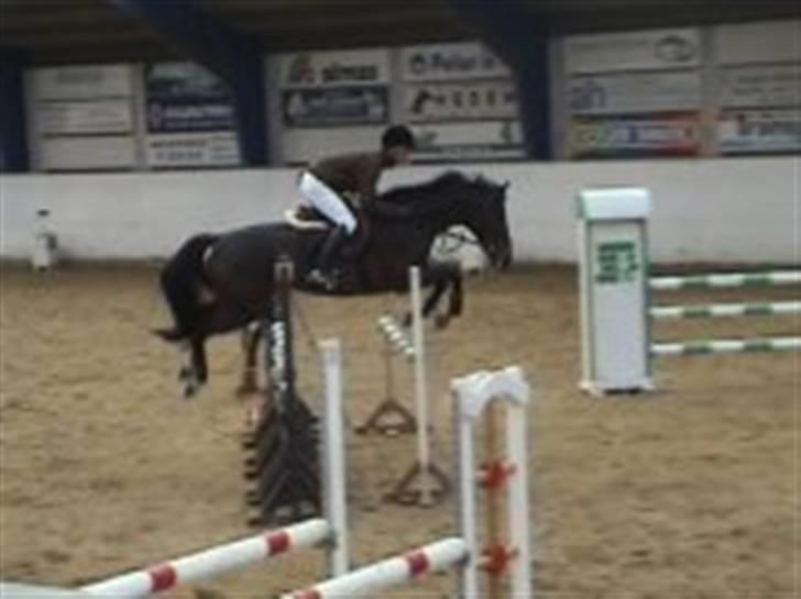 Dansk Varmblod Alexandra billede 14