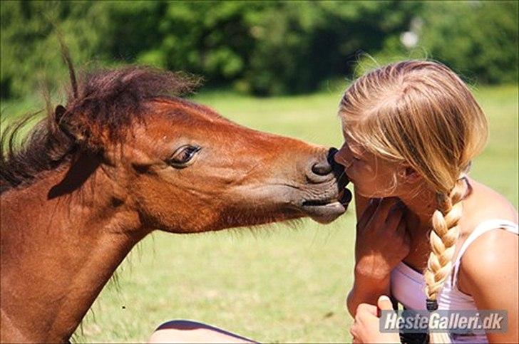 Shetlænder Prins Buski - 11* Myss :D billede 10