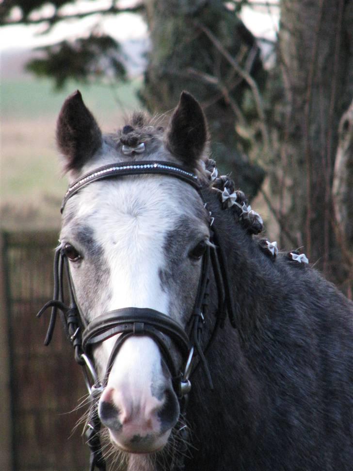Welsh Pony af Cob-type (sec C) Præstetoftens Picasso*red - Velkommen til den smukkeste lille pony<3! PICASSO:D<3 billede 1