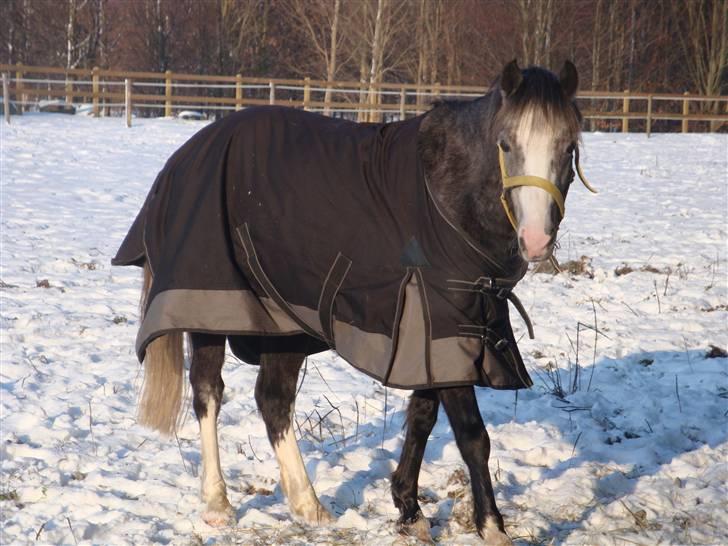 Welsh Pony af Cob-type (sec C) Præstetoftens Picasso*red - Nuurg lille Freddy & picasso, gnubbe tid<3 billede 3