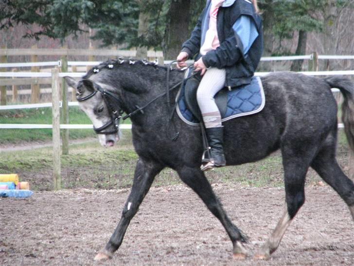 Welsh Pony af Cob-type (sec C) Præstetoftens Picasso*red - Lille dressurpony i:<3  billede 4