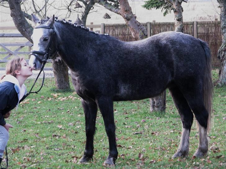 Welsh Pony af Cob-type (sec C) Præstetoftens Picasso*red - Love billede 5