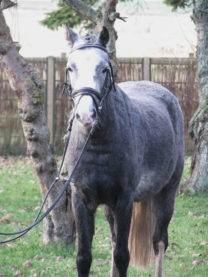 Welsh Pony af Cob-type (sec C) Præstetoftens Picasso*red - Hej smukke<3 billede 6