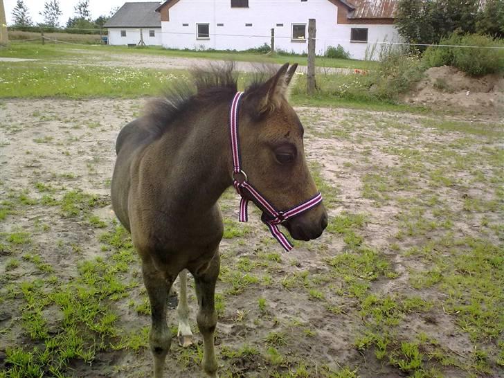 DSP Ågård's Bambino - da hans grime var liiidt for stor xD <33  billede 10