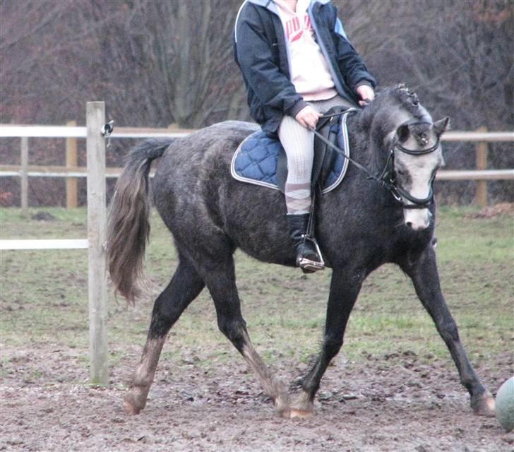 Welsh Pony af Cob-type (sec C) Præstetoftens Picasso*red - Dressuren er du skam blevet god til<3 billede 9