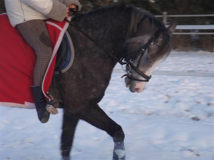 Welsh Pony af Cob-type (sec C) Præstetoftens Picasso*red - lækkerlækkerlækker(L) billede 10