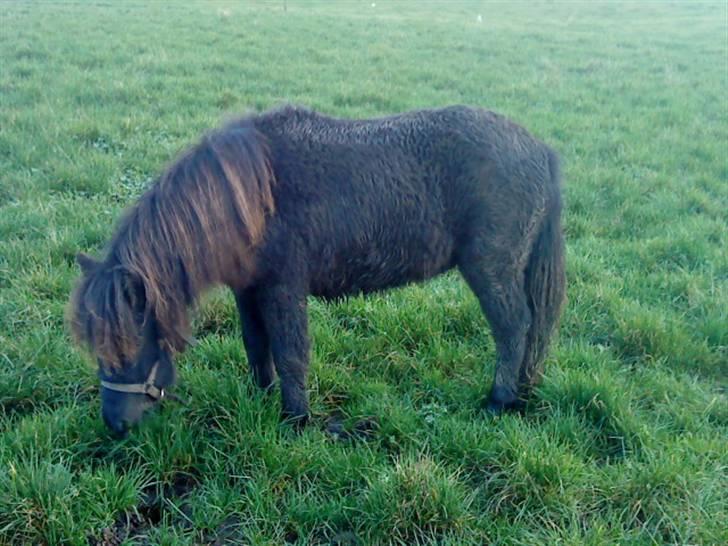 Shetlænder Julius  billede 13