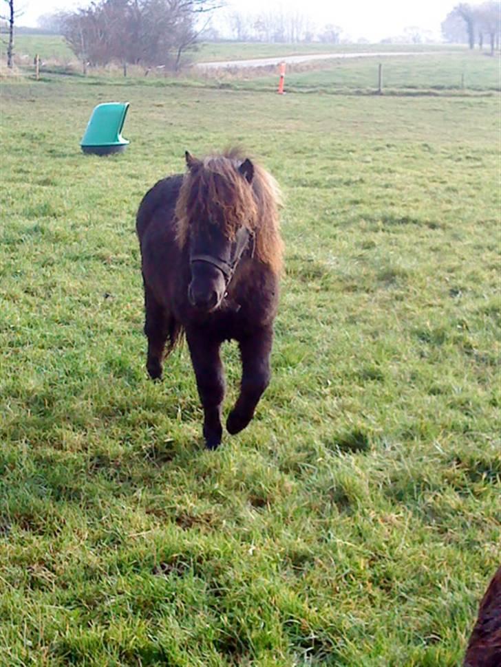 Shetlænder Julius  billede 14