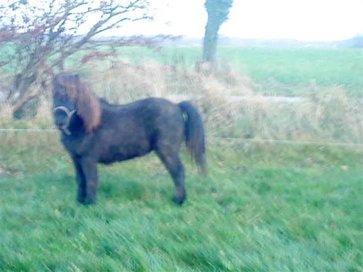 Shetlænder Julius  billede 15