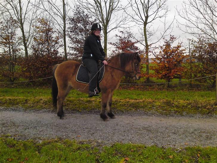 Islænder Kveikja  billede 16