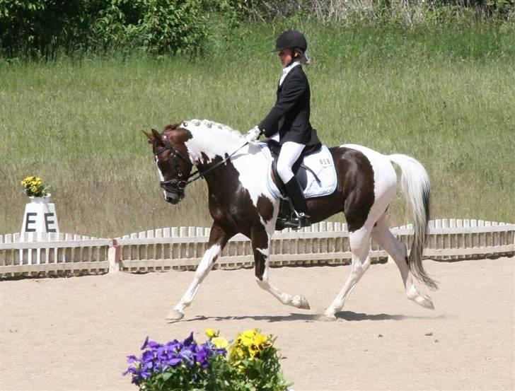 Pinto Mosegårds Moon Star - Distriktsmesterskab hold:D billede 2