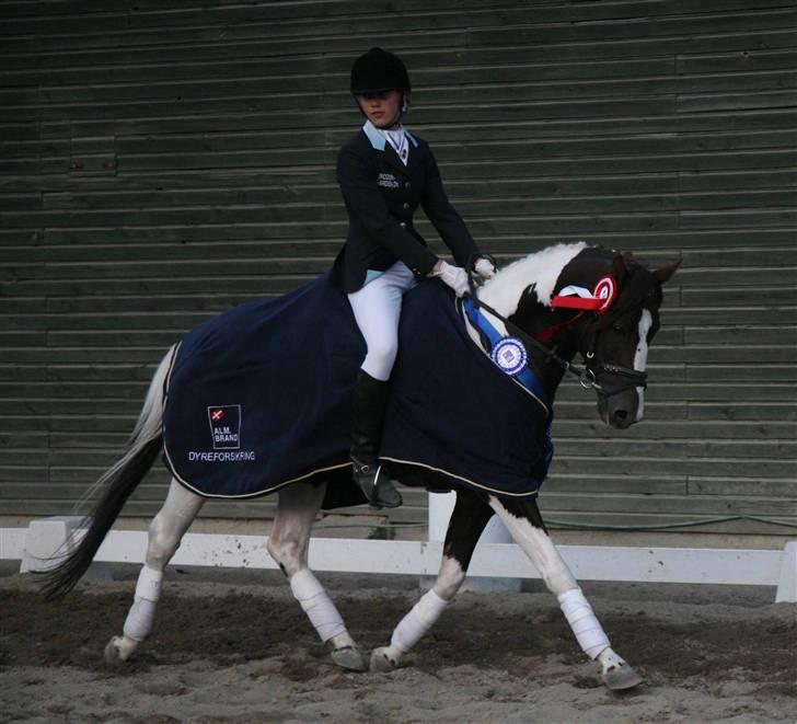 Pinto Mosegårds Moon Star - Flot æresrunde$$$$ billede 12