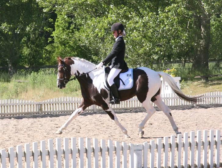 Pinto Mosegårds Moon Star - Smuk øgning flomme::: billede 15