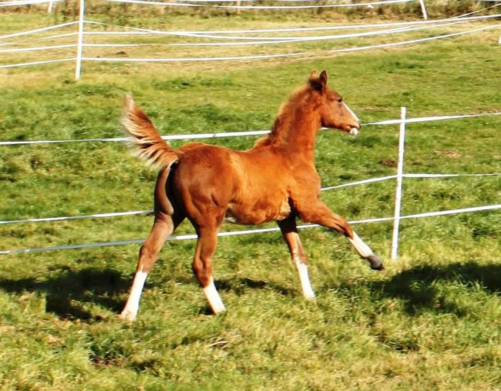 Dansk Varmblod Double-O Seven billede 2