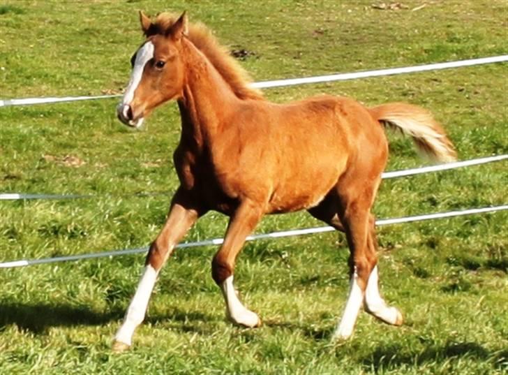 Dansk Varmblod Double-O Seven billede 3