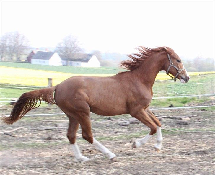 Dansk Varmblod Double-O Seven billede 4