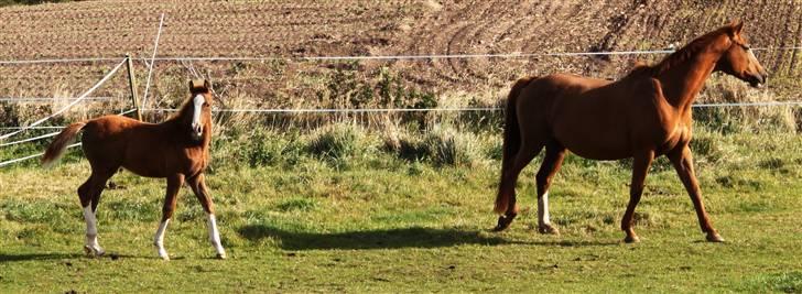 Dansk Varmblod Double-O Seven billede 10