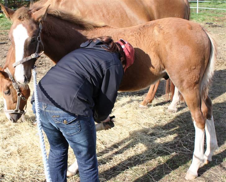 Dansk Varmblod Double-O Seven billede 13