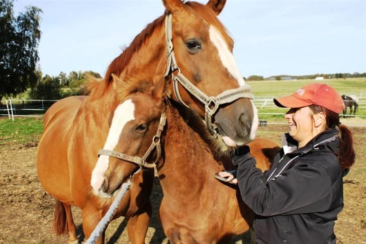 Dansk Varmblod Double-O Seven billede 15