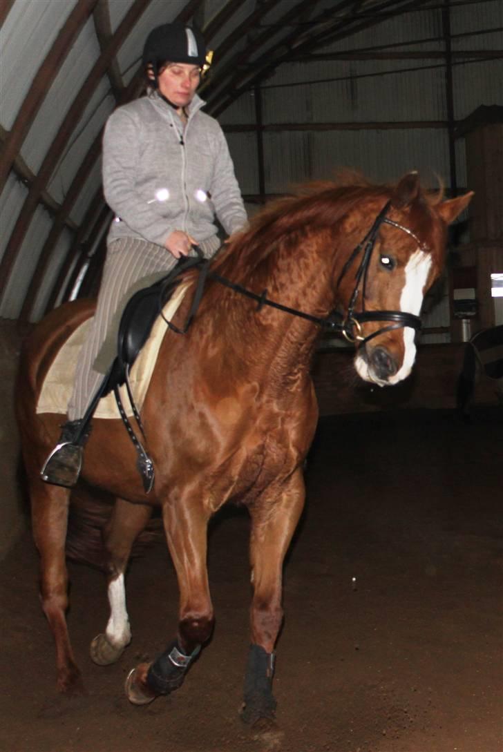 Dansk Varmblod Lana billede 1