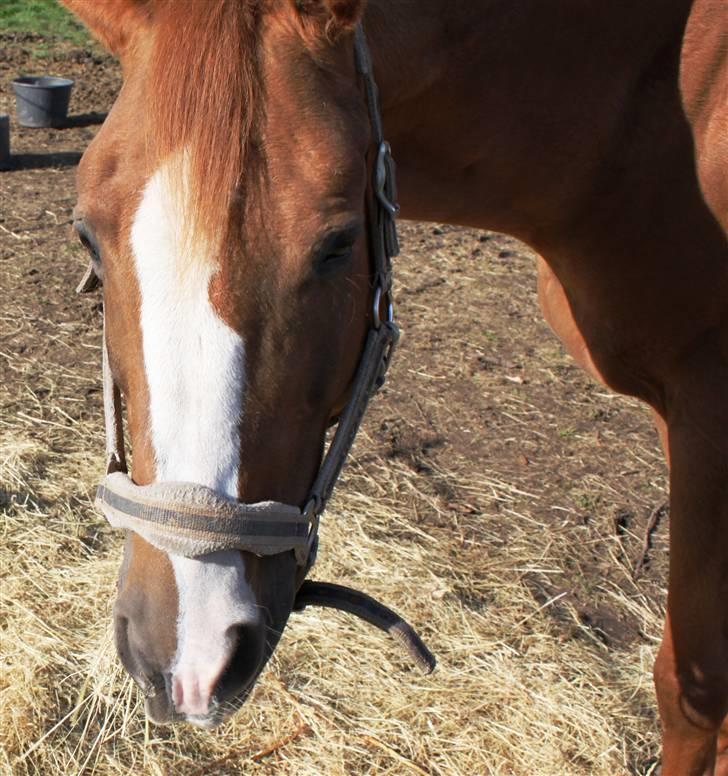 Dansk Varmblod Lana billede 2