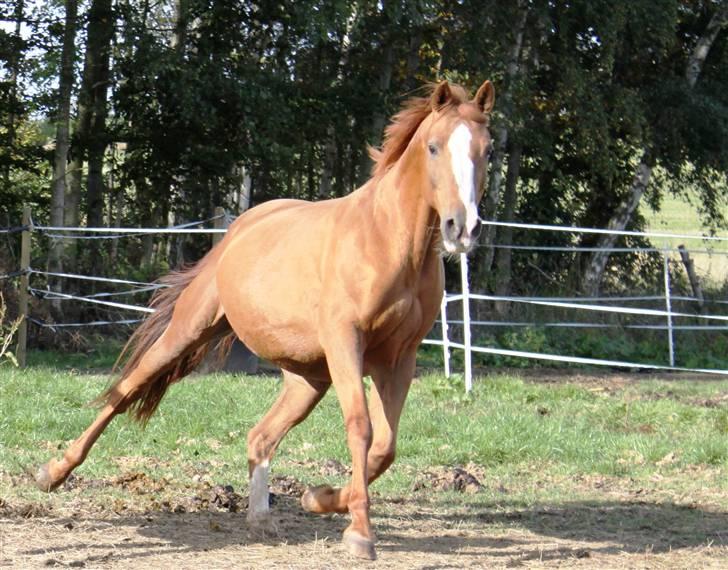 Dansk Varmblod Lana billede 3