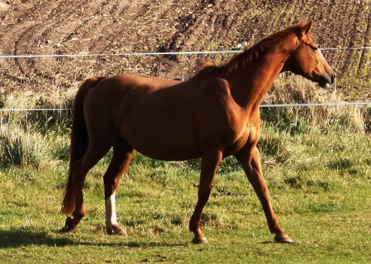Dansk Varmblod Lana billede 4