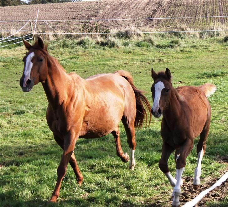 Dansk Varmblod Lana billede 5