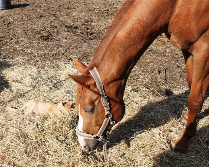 Dansk Varmblod Lana billede 6
