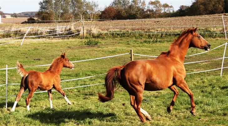 Dansk Varmblod Lana billede 7