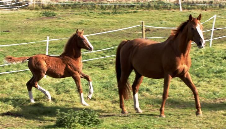 Dansk Varmblod Lana billede 9