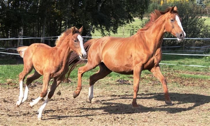 Dansk Varmblod Lana billede 11