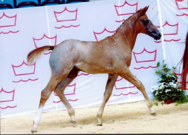 Dansk Varmblod Day-Light <3 †R.I.P† <3 - Baby Day!!! ca. ½ år til følbedømmelse på Vilhelmsborg. Foto taget af avler billede 20