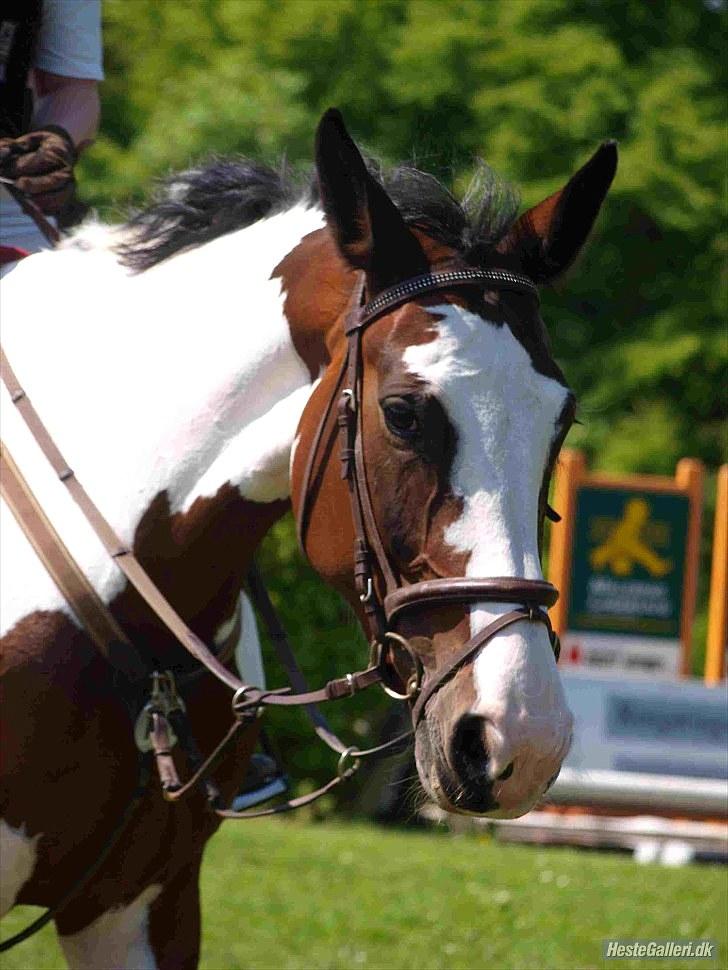 Pinto KLUBMESTER '10 Cheyenne - Velkommen til Cheyennes profil ;D læg gerne en bedømmelse og en kommentar ;D Foto: Katrine Bruun billede 1