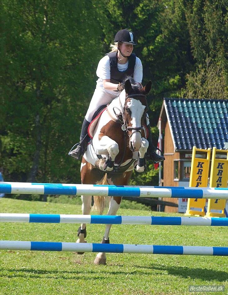 Pinto KLUBMESTER '10 Cheyenne - Aabenraa i pinsen ´10 her i en LB  Foto: Katrine Bruun billede 10