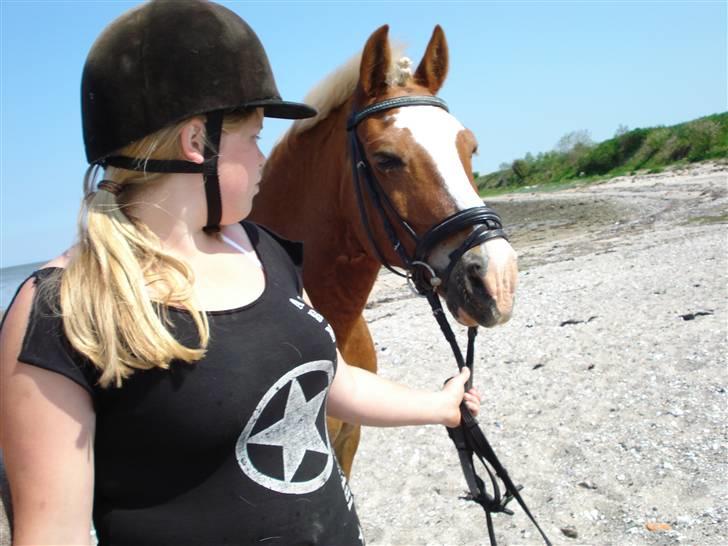 Haflinger Pondus  - ja ja, jeg står jo pænt.... billede 6