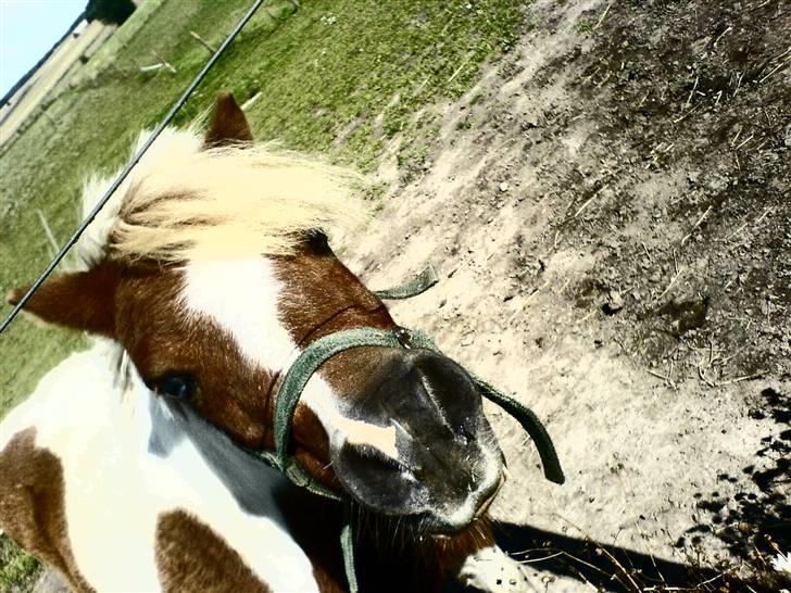 Shetlænder Findus solgt billede 20