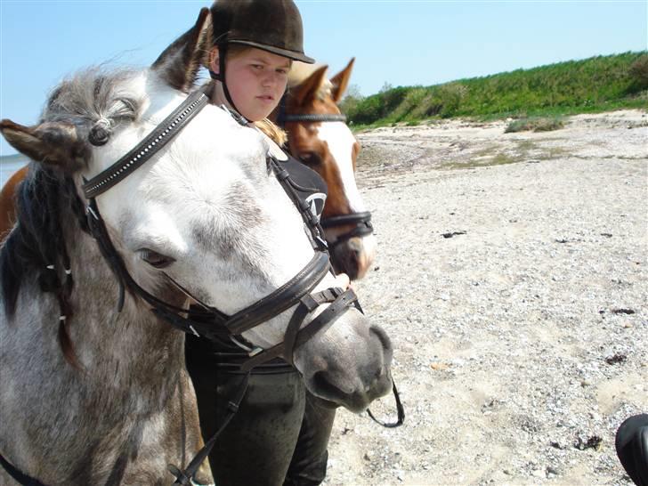 Welsh Mountain (sec A) Maggi - Først tur på stranden med Præmie ponyen Maggi de Lux. billede 1