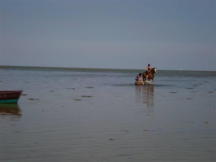 Welsh Mountain (sec A) Maggi - Maggi på stranden. Hun elsker vandet så meget at hun lage sig i det hih billede 2