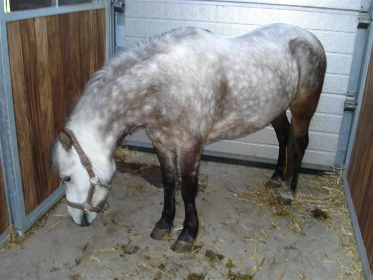 Welsh Mountain (sec A) Maggi - Pæmie ponyen har ikke tid til os og vores billed tagning billede 3