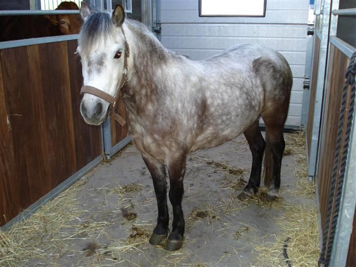 Welsh Mountain (sec A) Maggi - Den smukke tøs billede 4