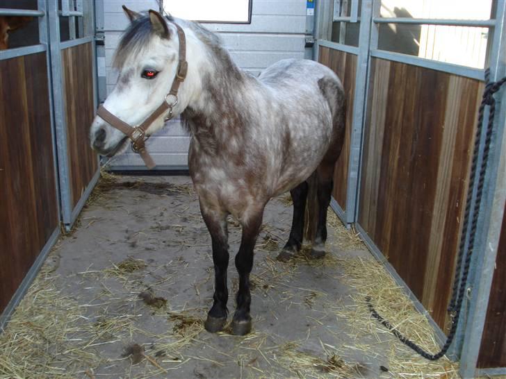 Welsh Mountain (sec A) Maggi - Maggi er klar, kommer Loiuse ikke snart så vi kan ride billede 5