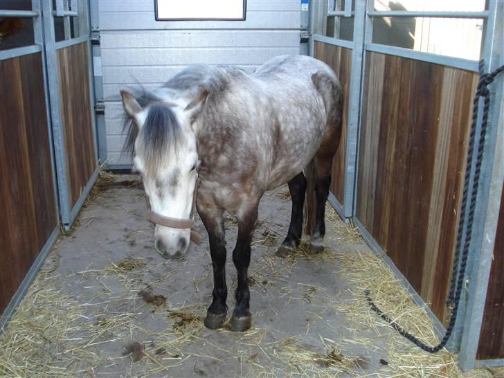 Welsh Mountain (sec A) Maggi - Ej, er træt af at vente!  billede 6
