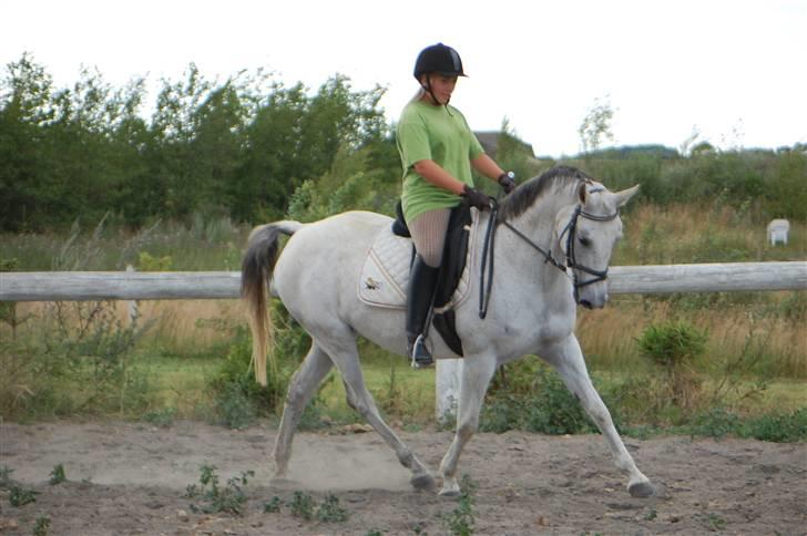 Anden særlig race Juwel | SOLGT| billede 13