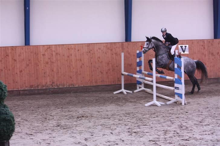 Sportsaraber (A) LilleStaruphøjs Sassi billede 14