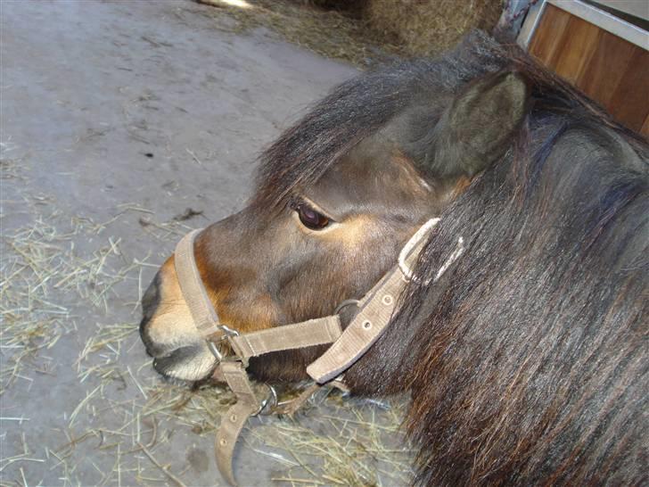 Shetlænder Mille - Smukke Mille, er altid klar til at være midtpunktet:) billede 4
