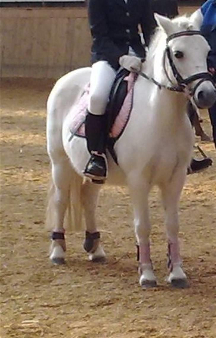 Welsh Mountain (sec A) Snowwhite Disney - Til stævne. :-) Foto: Mor (Taget med mobil, derfor den dårlige kvalitet!) billede 11