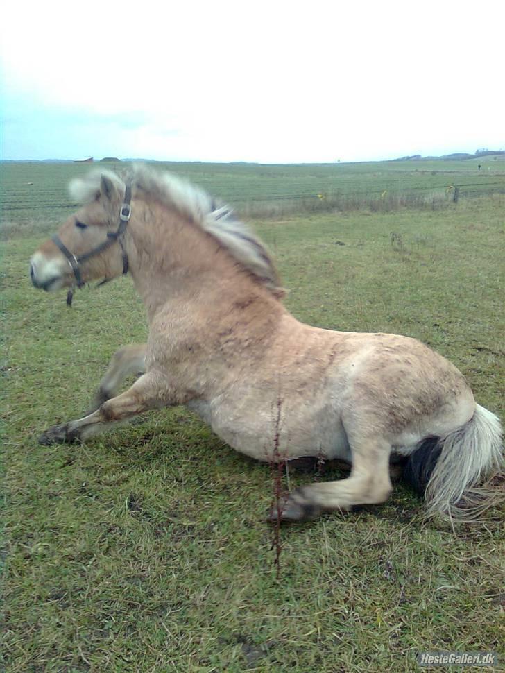 Fjordhest Spøjs |my angle| - Sit, sit vovse dygtig foto: charlotte billede 9